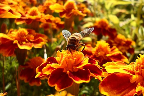 Im Sommer Bienen bei der Nektarernte