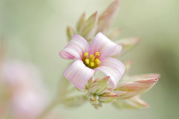 Blütenstandzweig aus zarten rosa Knospen