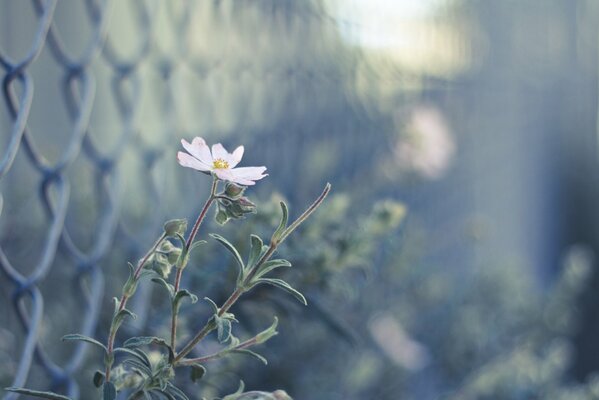 Fiore rosa con i boccioli vicino al recinto