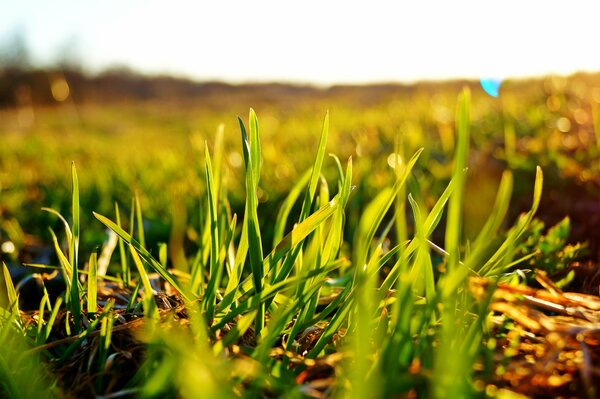 Sommer nach mit grünem Gras