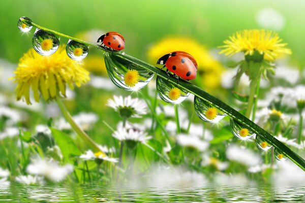 Ladybugs on a dandelion stalk with dew