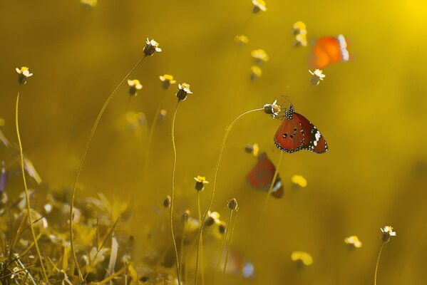 Macro photography of butterflies flying up to the flowers