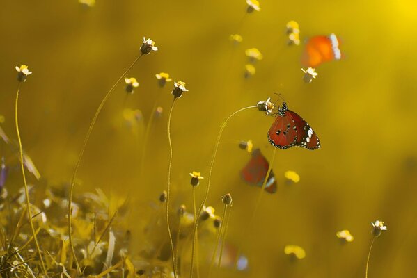 Macro de papillons qui volent vers les fleurs