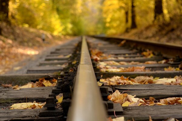 Traverses de rail dans la forêt d automne