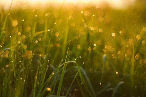 Grass covered with dew in the early morning