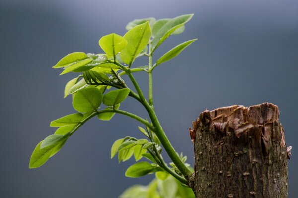 Aus der Bulle gekeimtes Leben