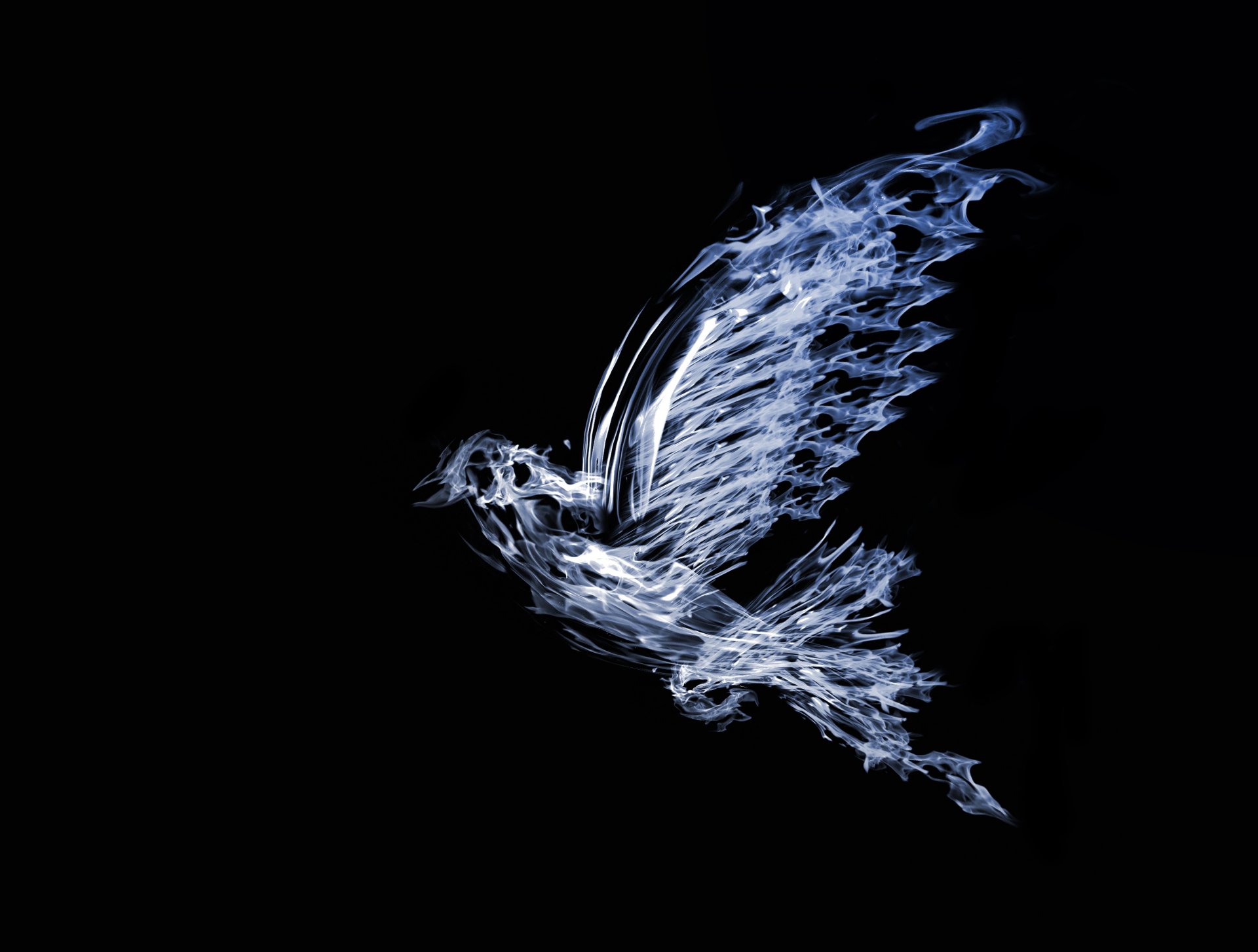 black background abstraction pigeon