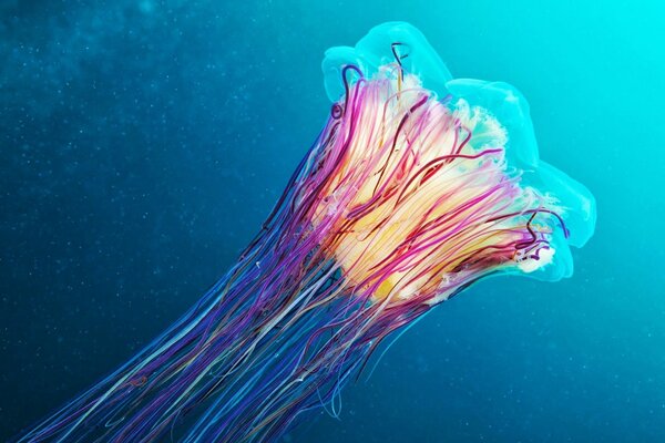Цветная подводная медуза в океане