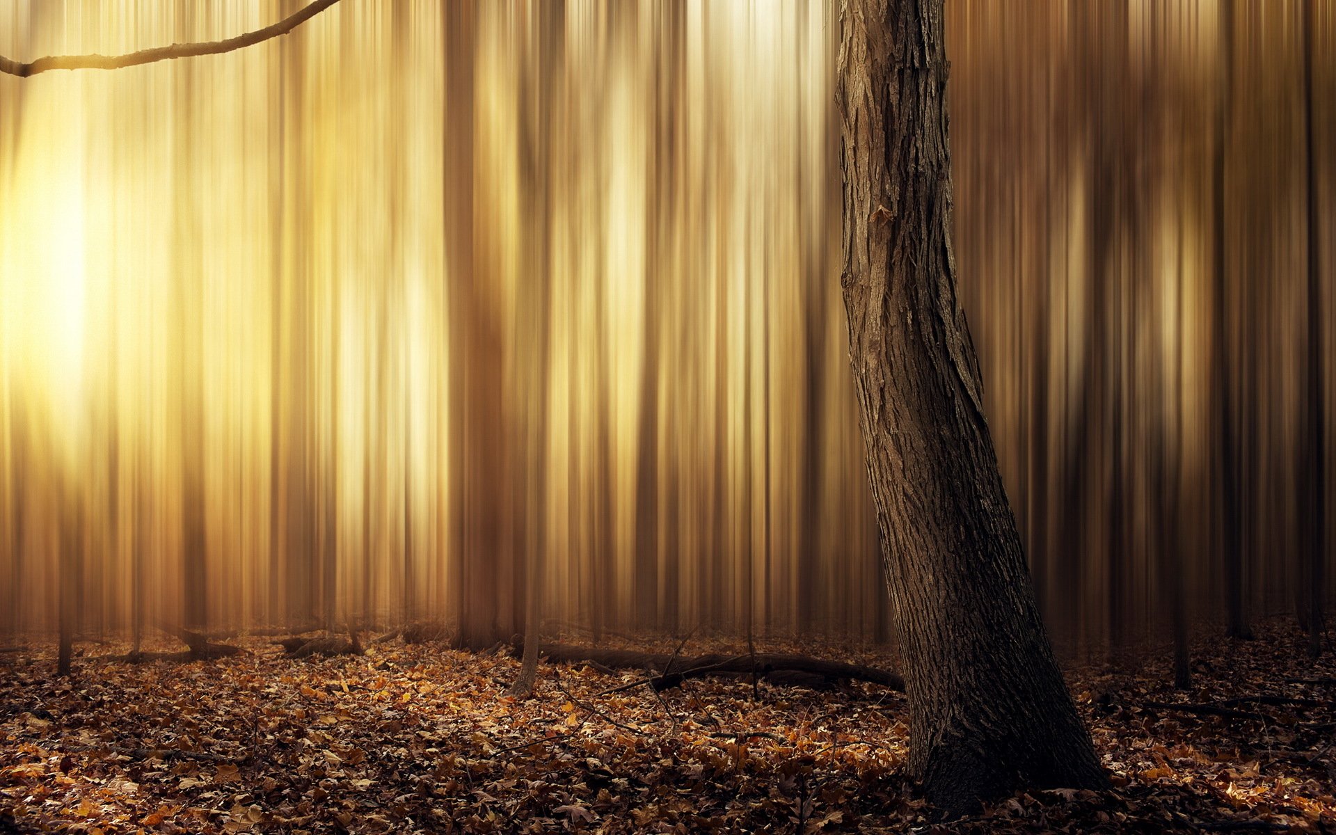 wald baum blätter gelb sonne warm abstrakt