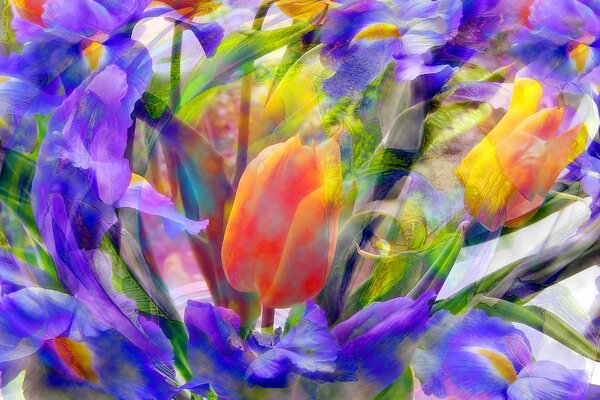 Orange Tulpe in Iris auf der Wiese