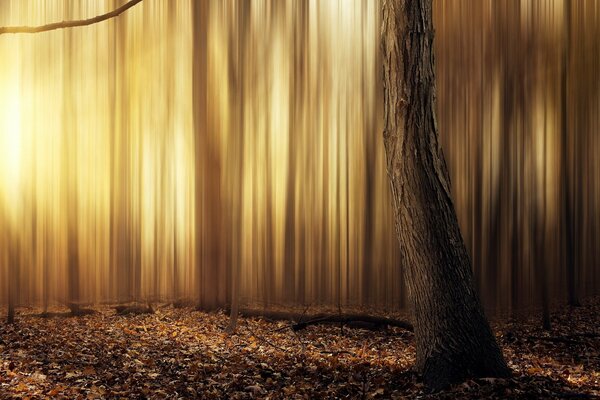 La surface de la forêt; les esprits de la forêt; le silence au milieu des vents; les origines de la vie