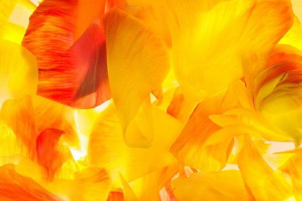 Ein Haufen Blütenblätter von leuchtend orange und gelb