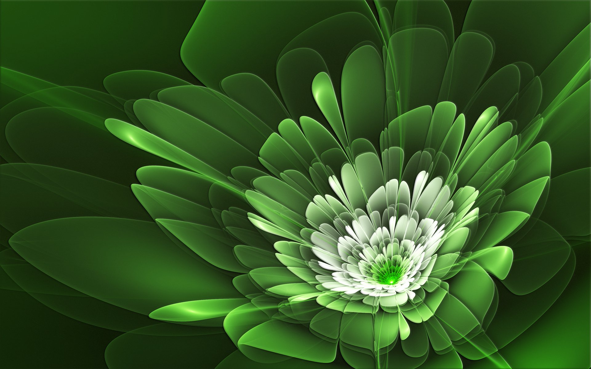 blume blütenblätter linien