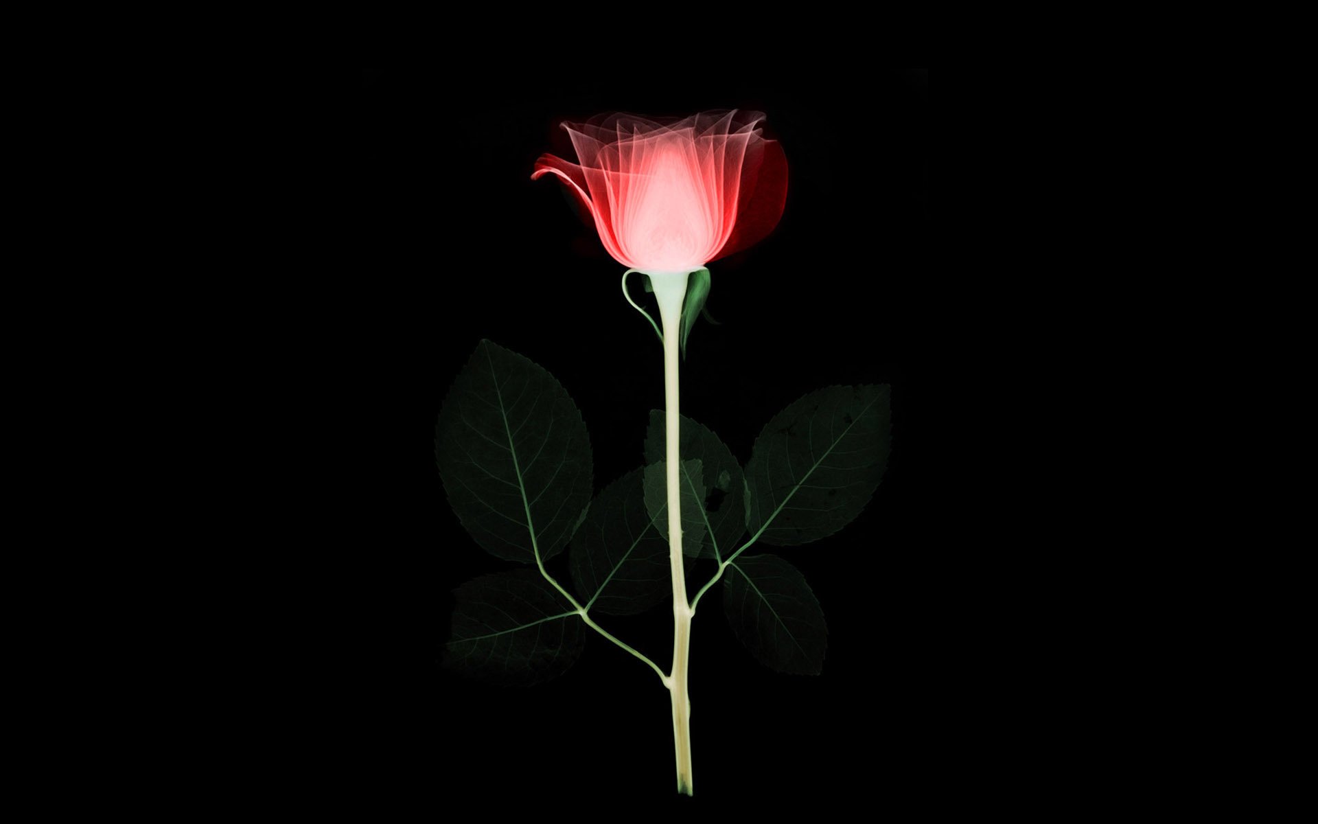 papel pintado rosa flor brote tallo pétalos hojas