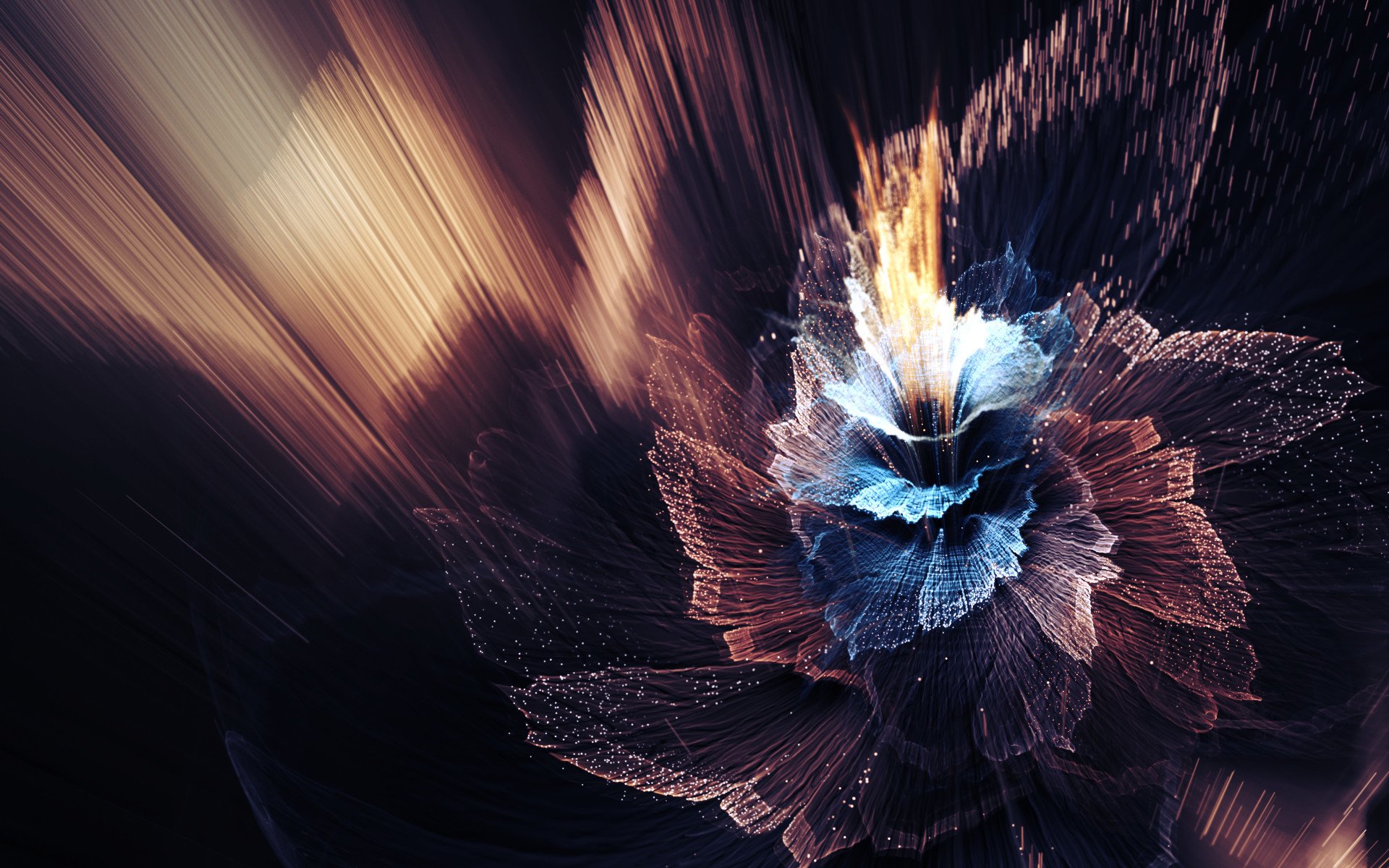 fleur pétales lignes lumières