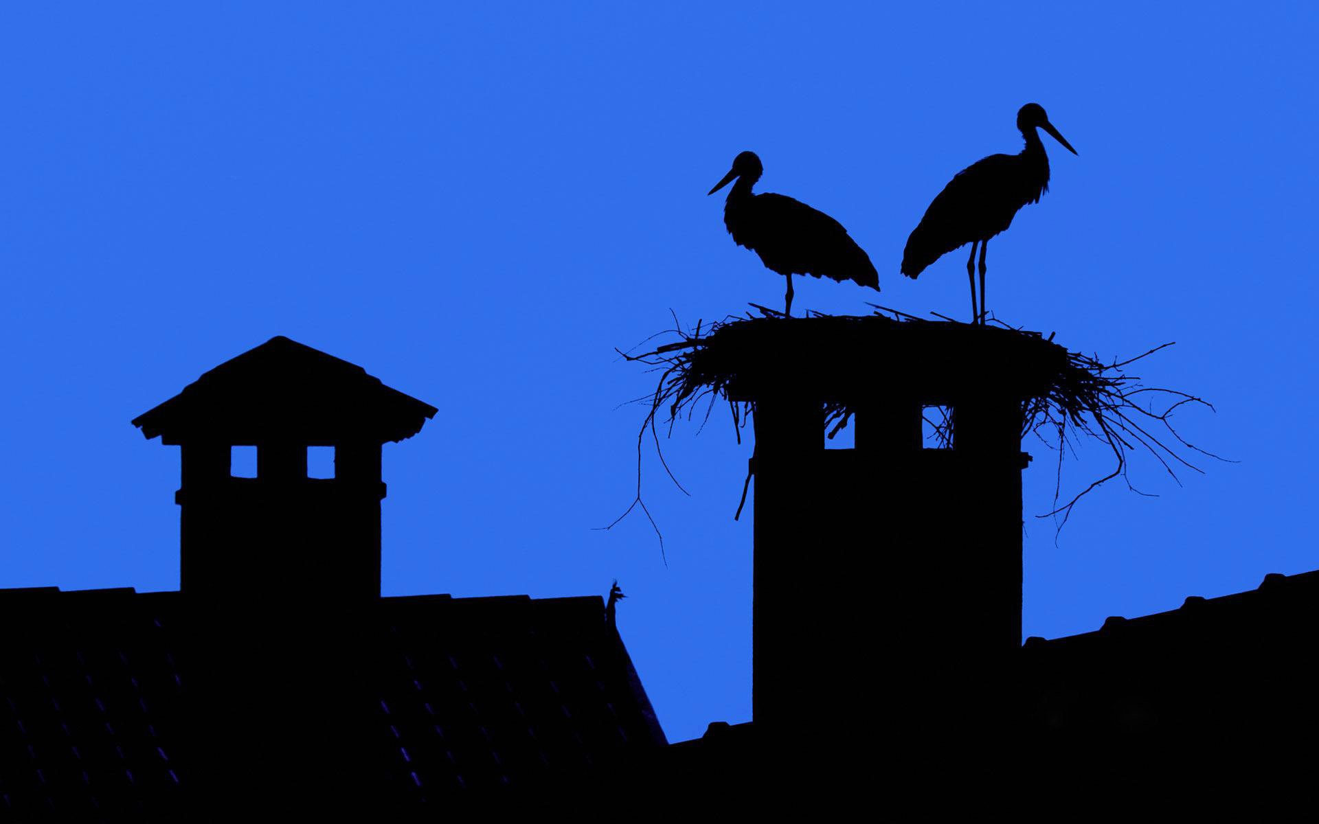 ciel ville toit cheminée cigogne nid silhouette fumée tuile fond d écran