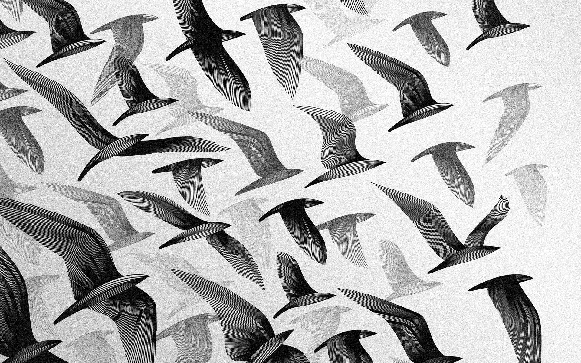 vögel rudel flügel flug himmel hintergrundbilder