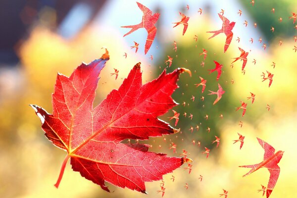 Autumn leaf in the wind