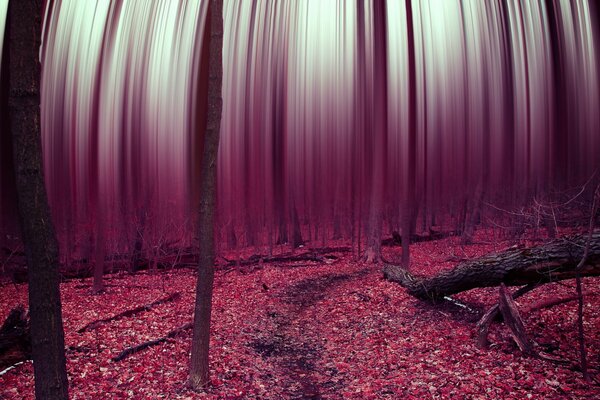 Forêt d automne abstraite avec superposition de filtres