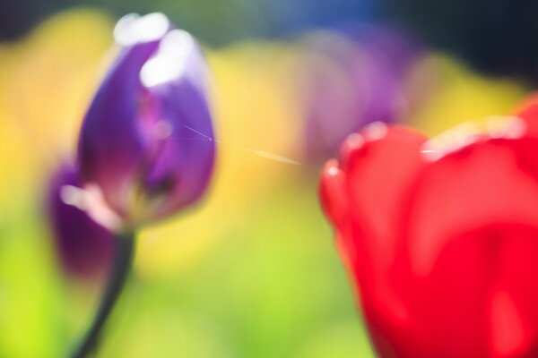 Blurred Tulip flowers without focus