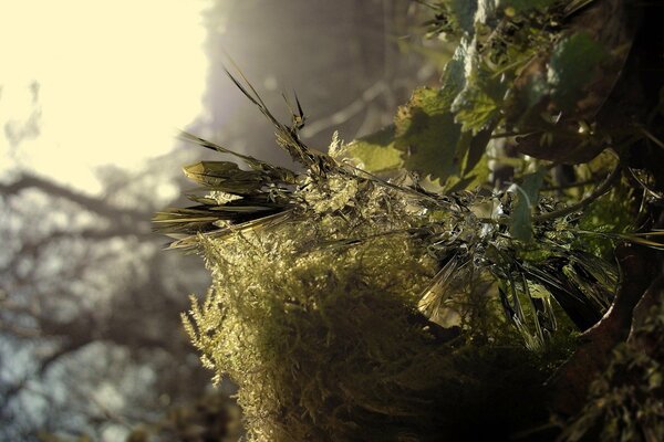 Green leaves killed by frost