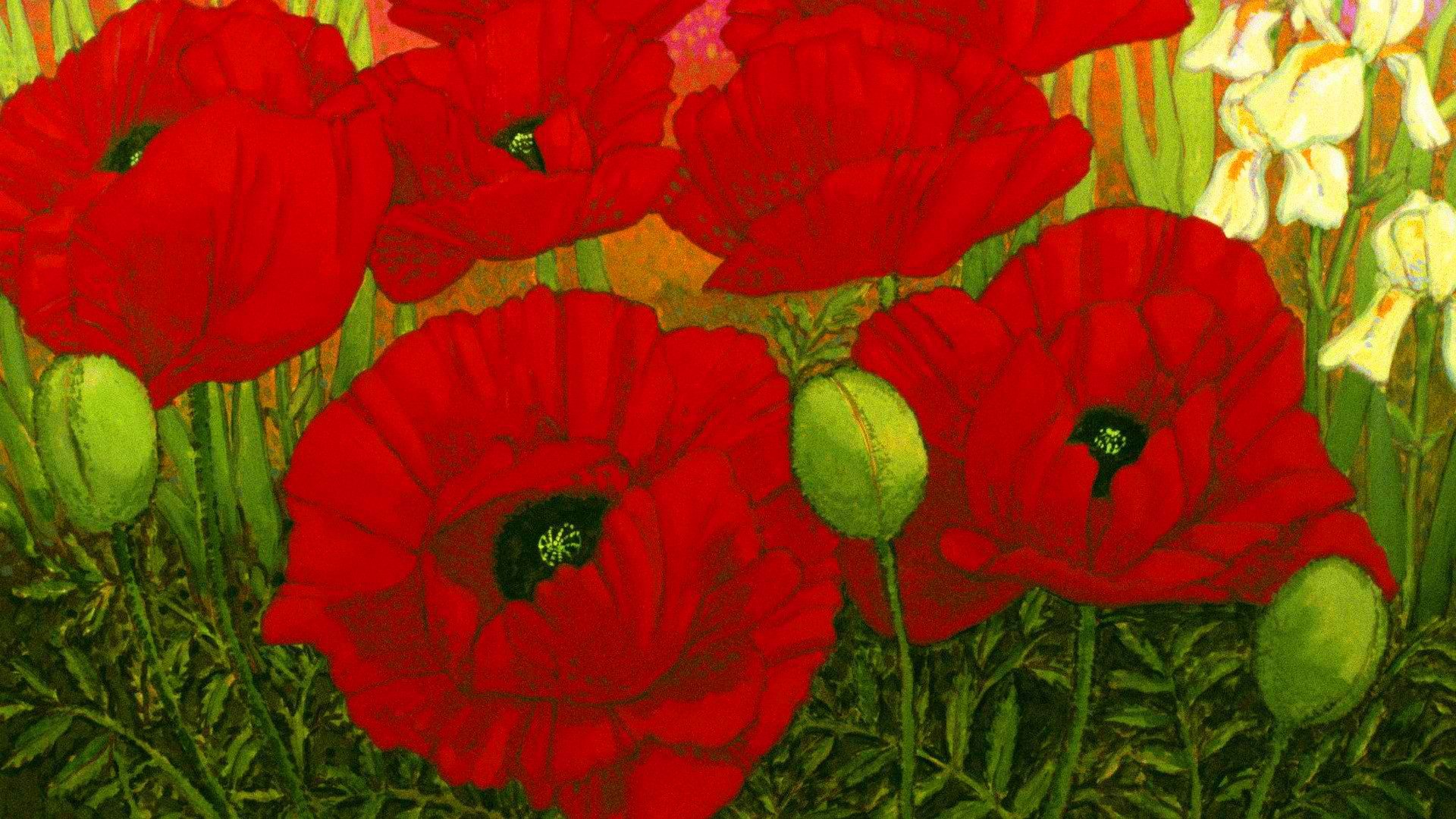 champ fleurs coquelicots pétales feuilles