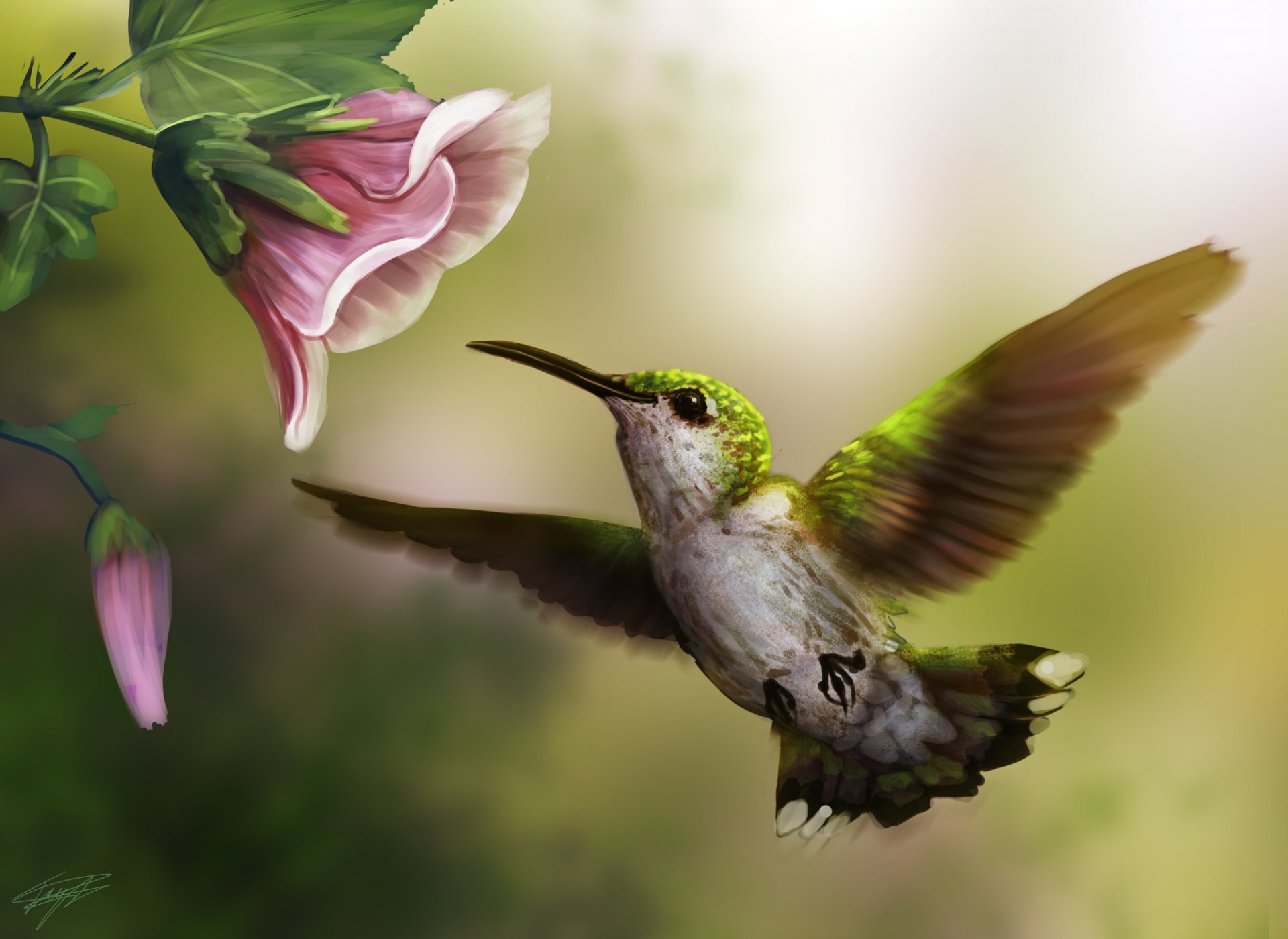 arte uccello colibrì fiore rosa