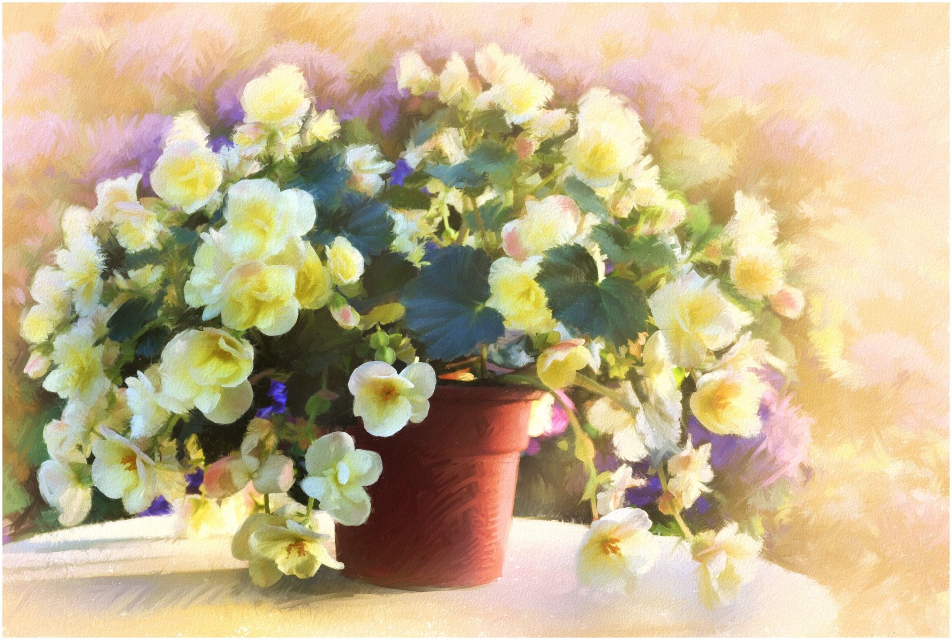 flower begonia pot table