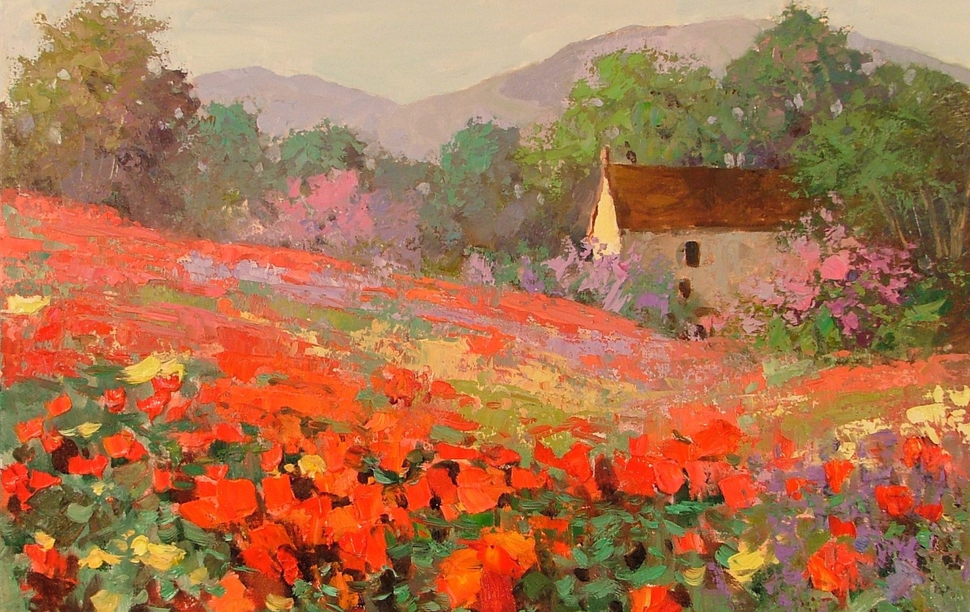 the field flower poppies house landscape