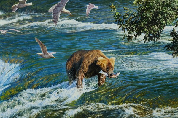 Bear on the hunt. River and seagulls