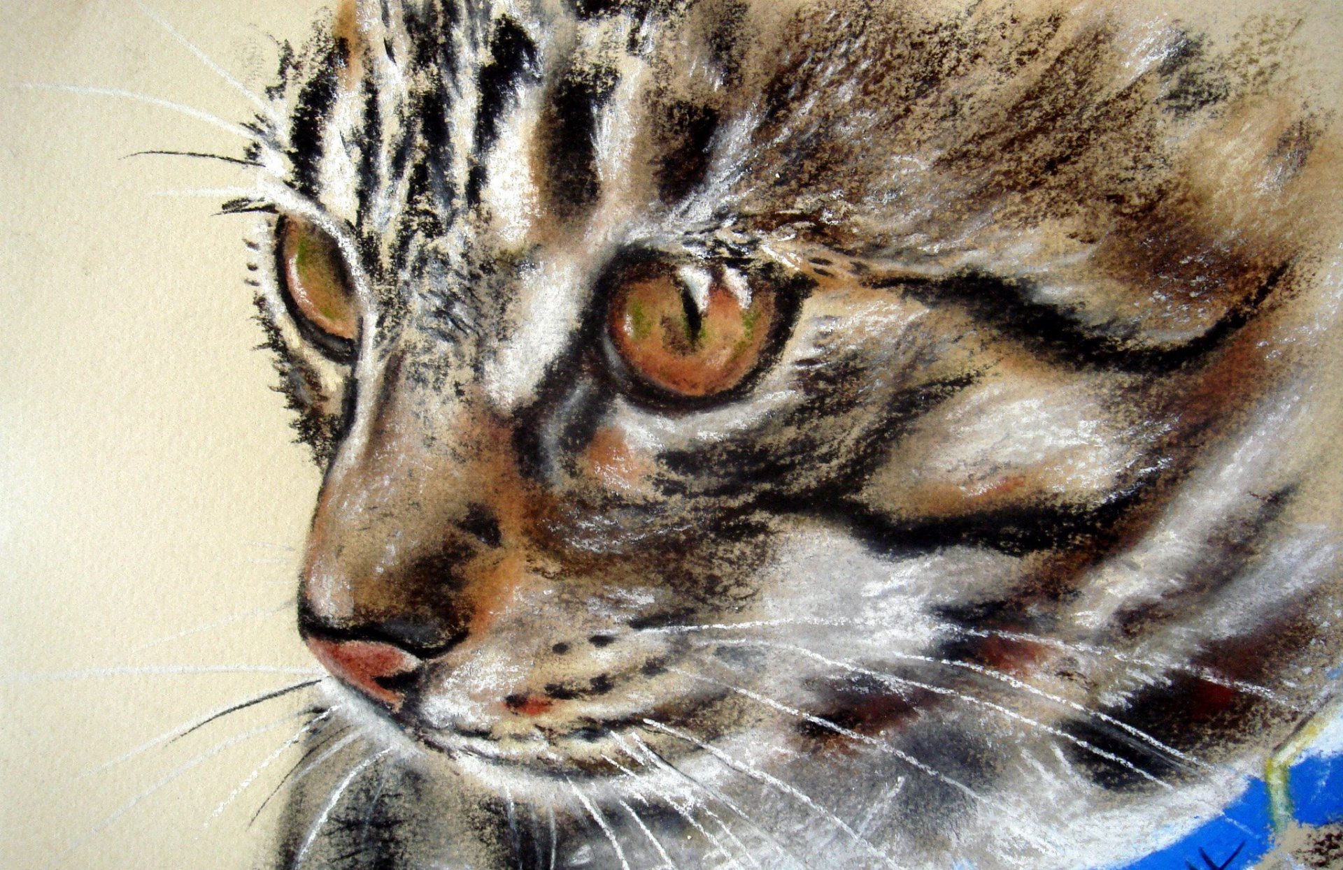 pittura animale gatto muso occhi sguardo collare blu