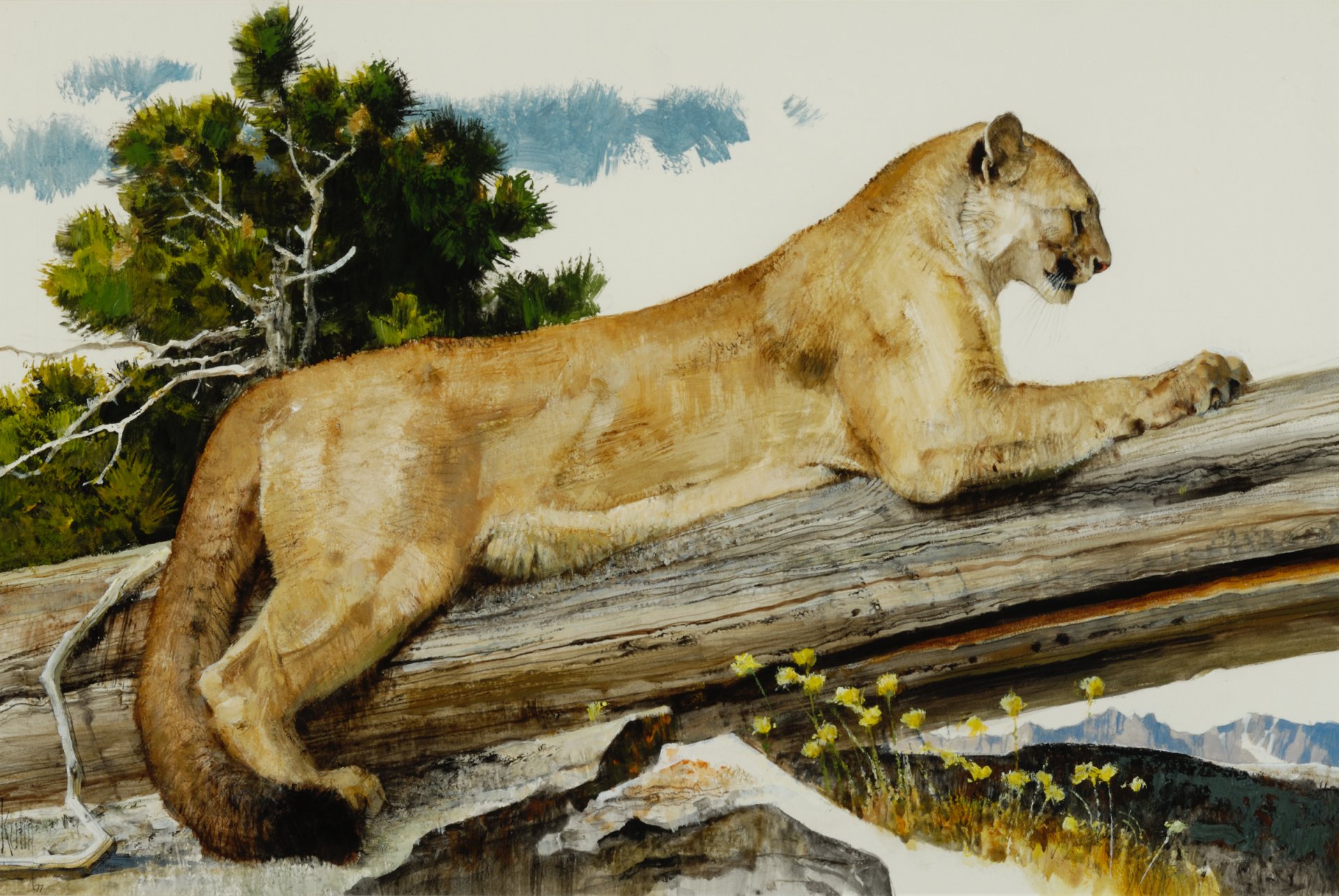 pittura arte bob coon puma gatto selvaggio animale artigli tronco alberi pietre