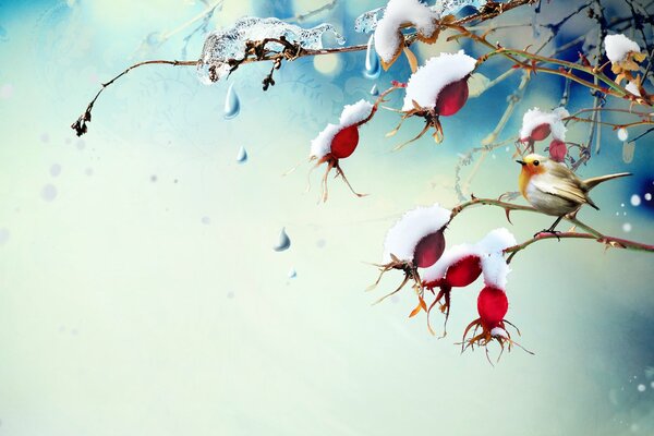 Pokryte śniegiem owoce dzikiej róży na zwiędłych gałęziach