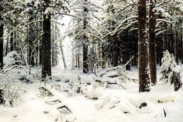 The pine forest is covered in snow