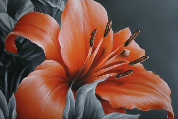 Orange lily on a gray background