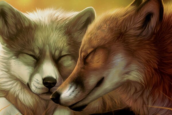 Two cute fox faces
