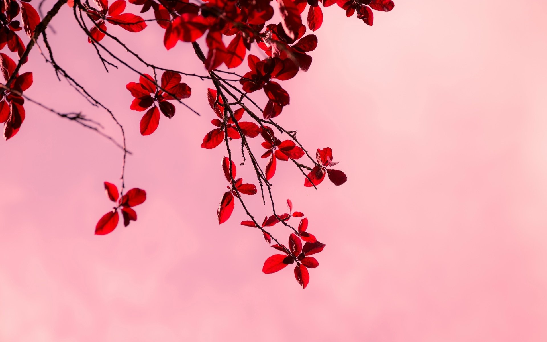 makro baum bäume zweige zweig blätter blätter rot rosa hintergrund tapete widescreen vollbild widescreen