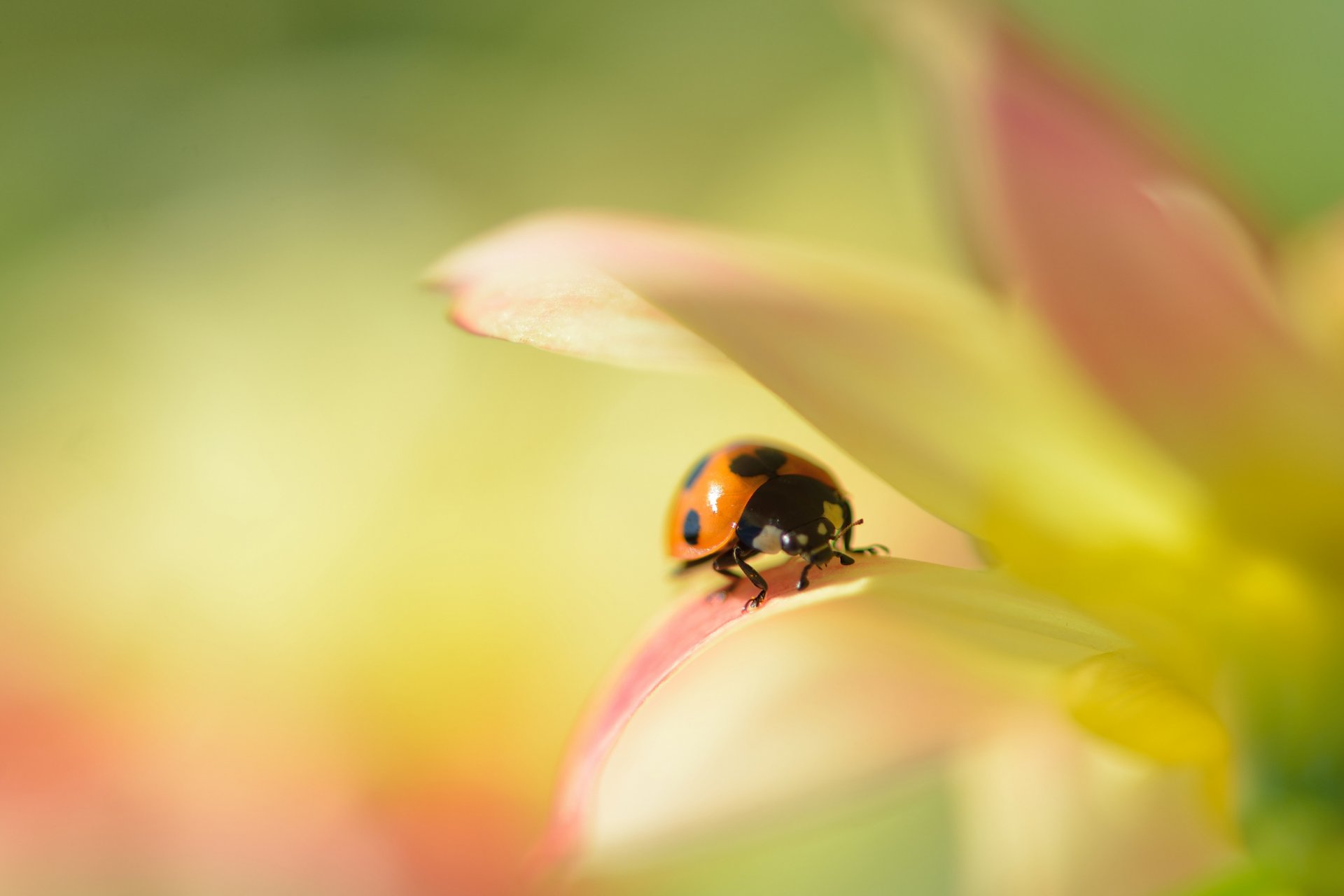 flower dahlia petals ladybug