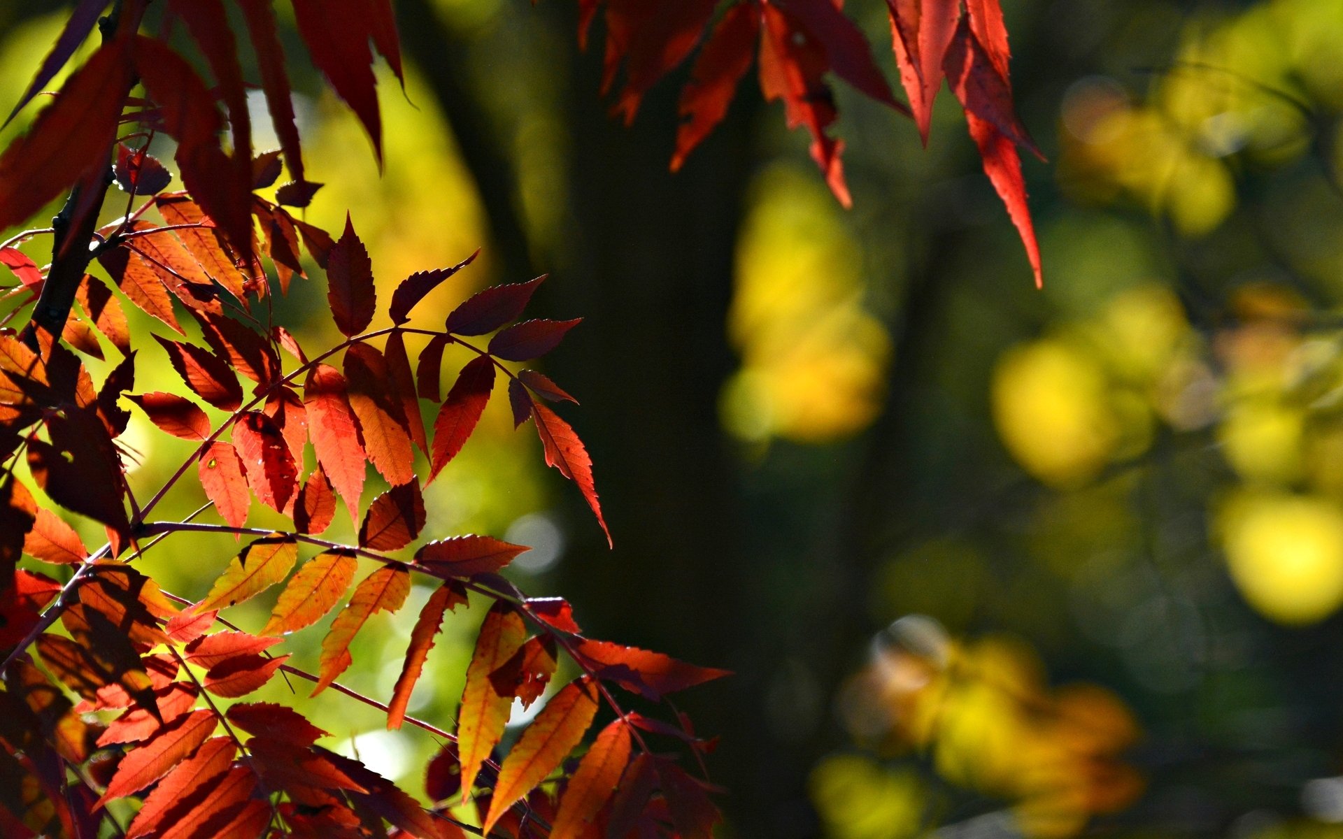 macro arbre feuilles folioles rouge bokeh flou laisser macro fond papier peint écran large plein écran écran large écran large