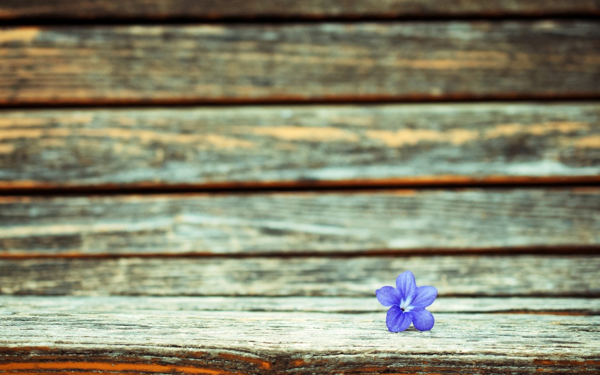 macro fiore fiori fiorellino viola sfondo carta da parati widescreen schermo intero widescreen widescreen