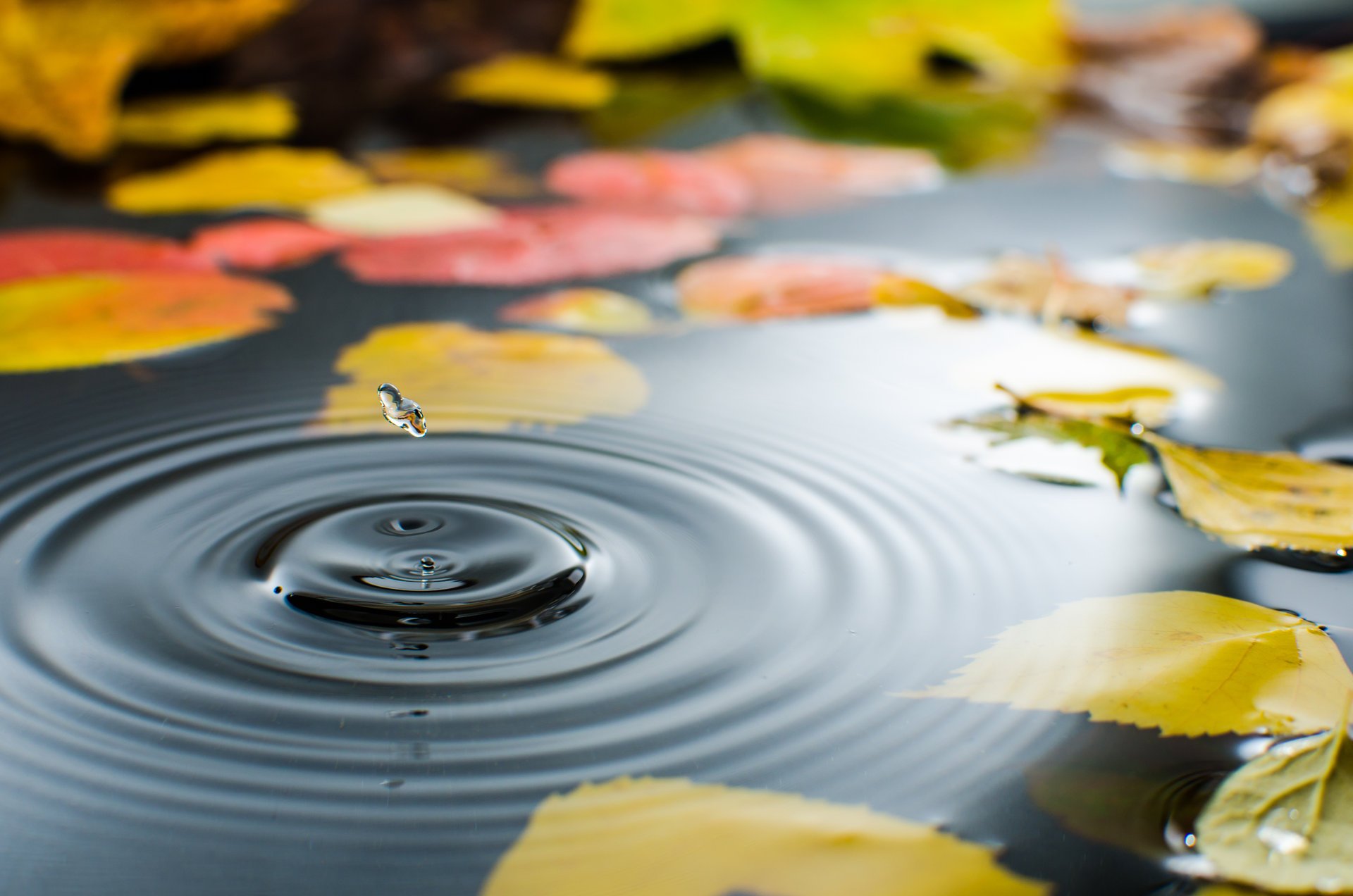 flaque d eau eau goutte feuilles automne