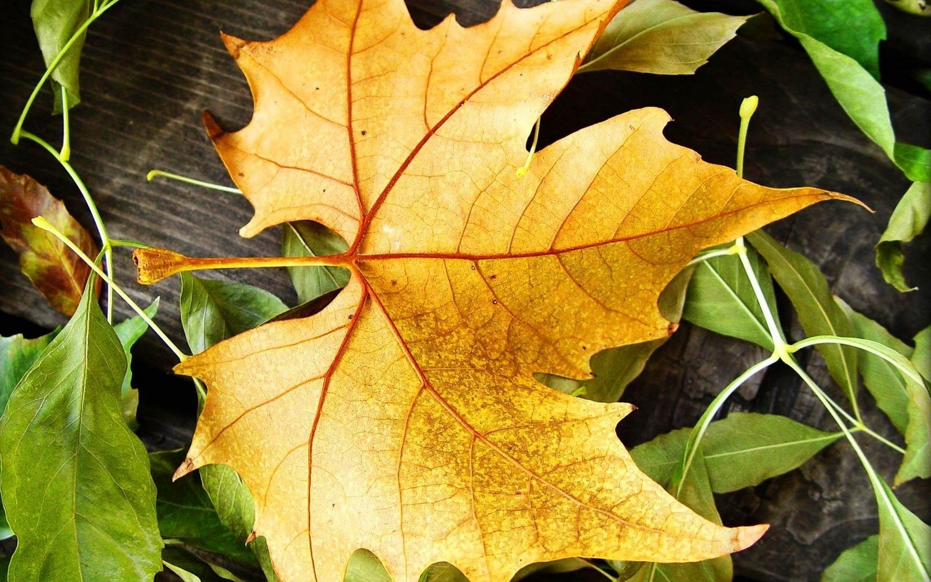 bosque naturaleza amarillo hojas patrón hoja