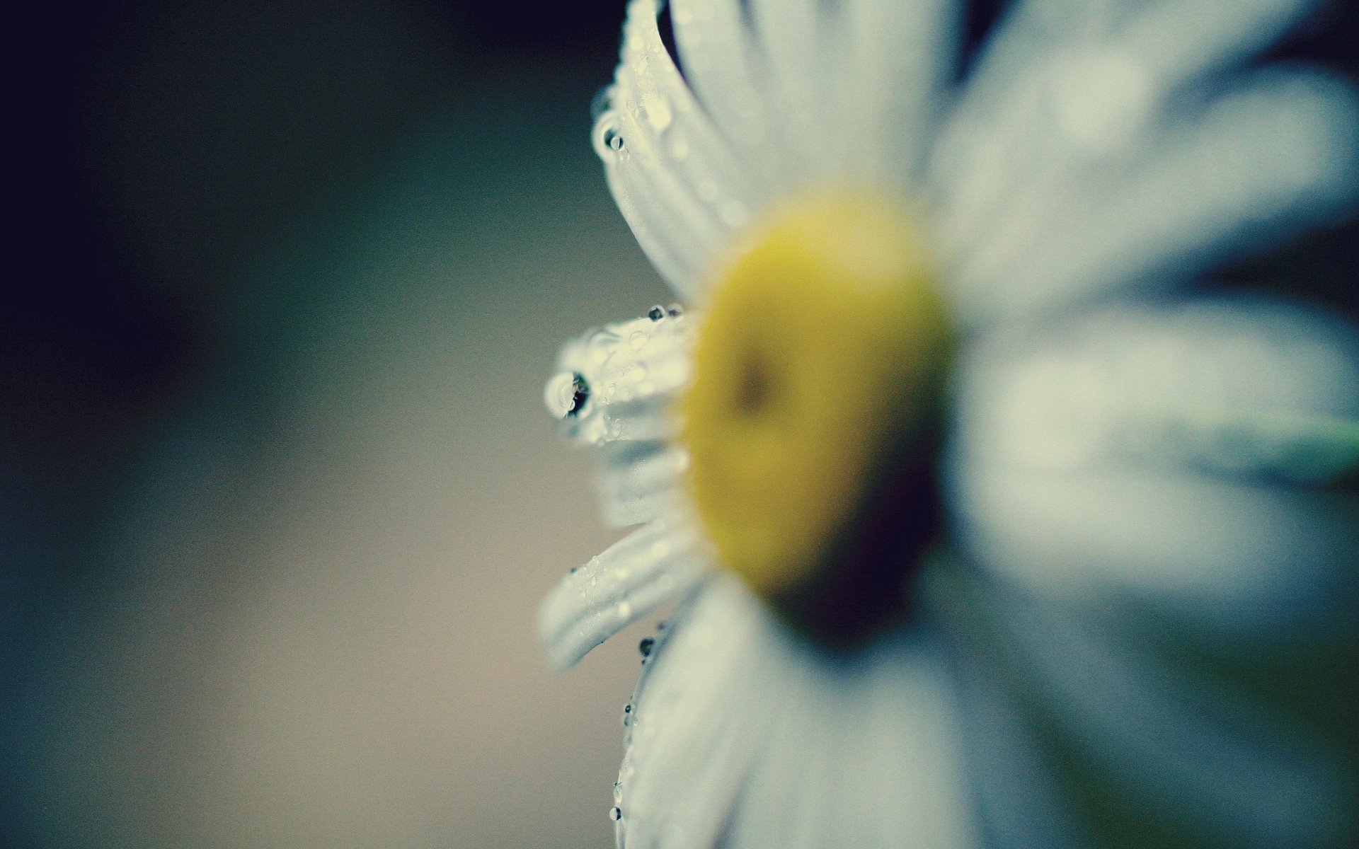 macro margherita fiore fiore petali gocce rugiada acqua giallo sfondo macro carta da parati widescreen schermo intero widescreen