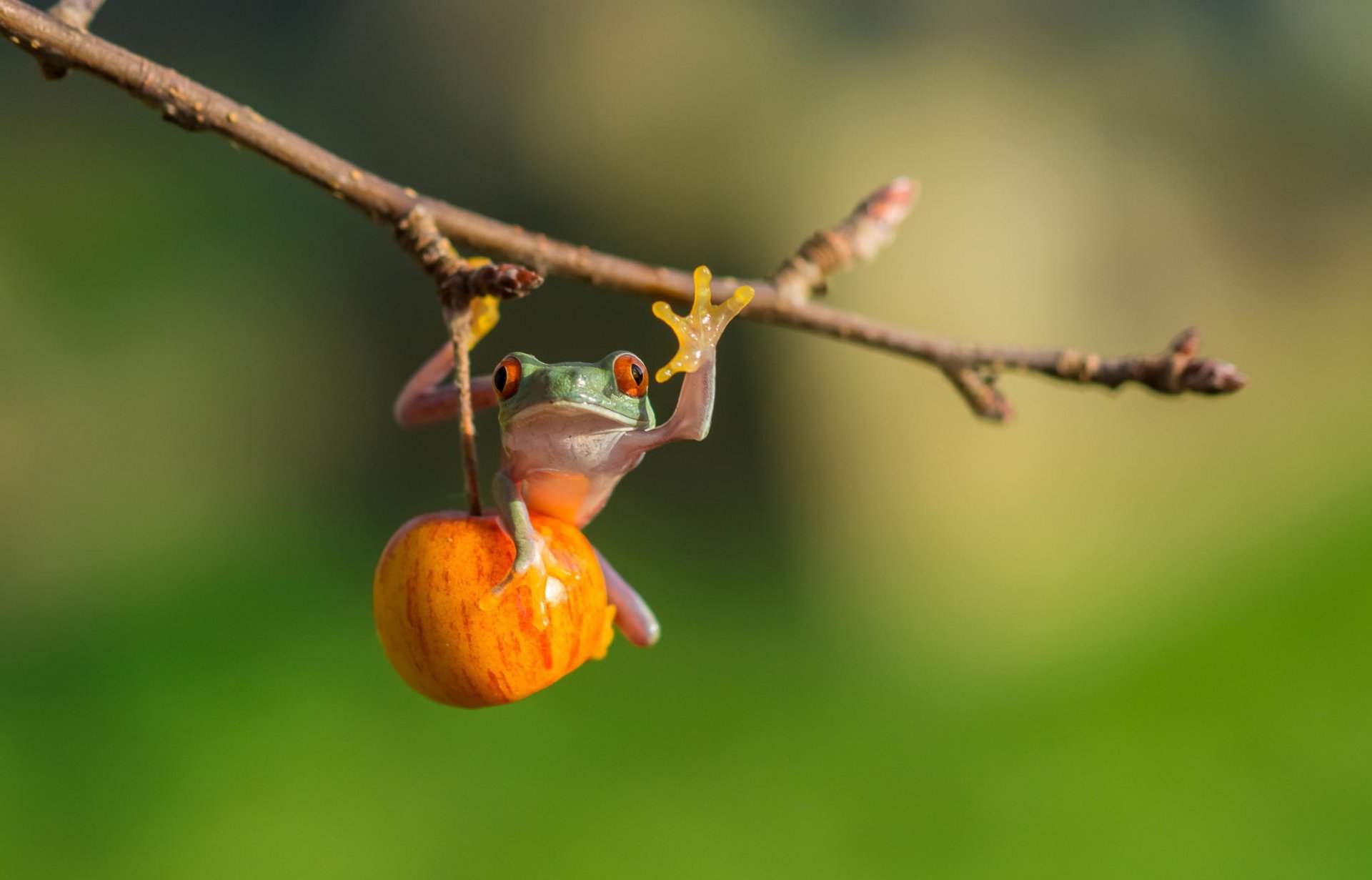 oeil de grenouille d arbre rouge pomme grenouille