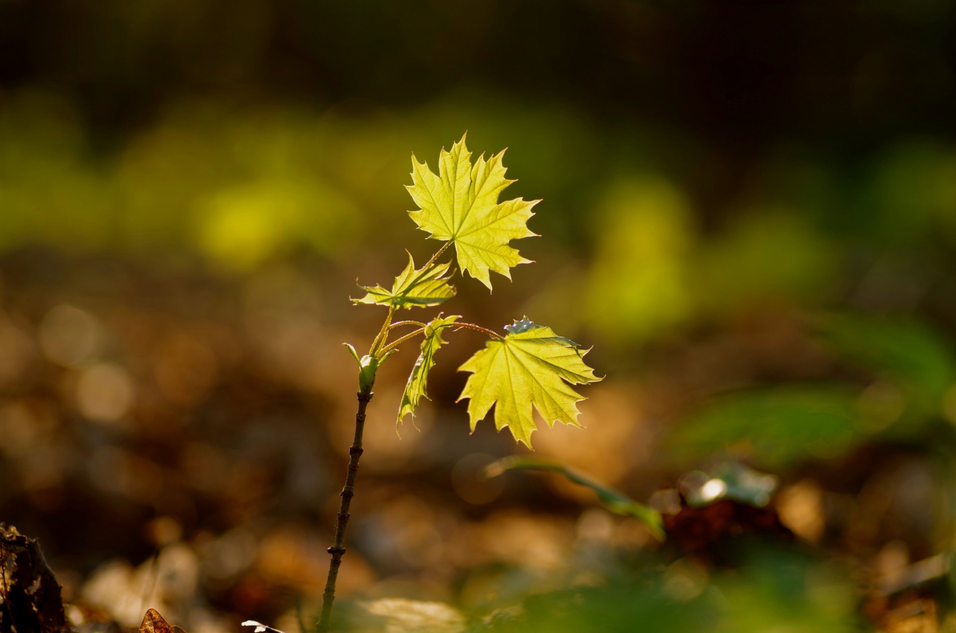 plant the germ leaves background