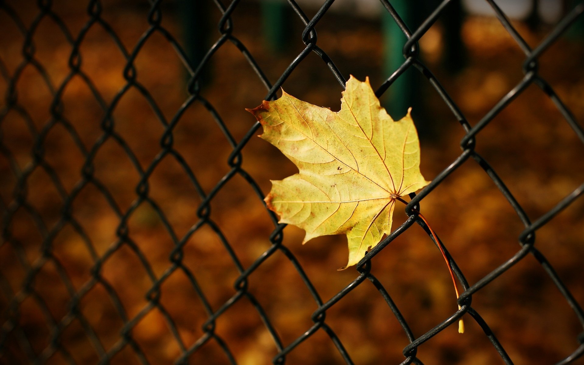 macro feuille feuille jaune grille clôture automne macro arrière-plan flou papier peint écran large plein écran écran large