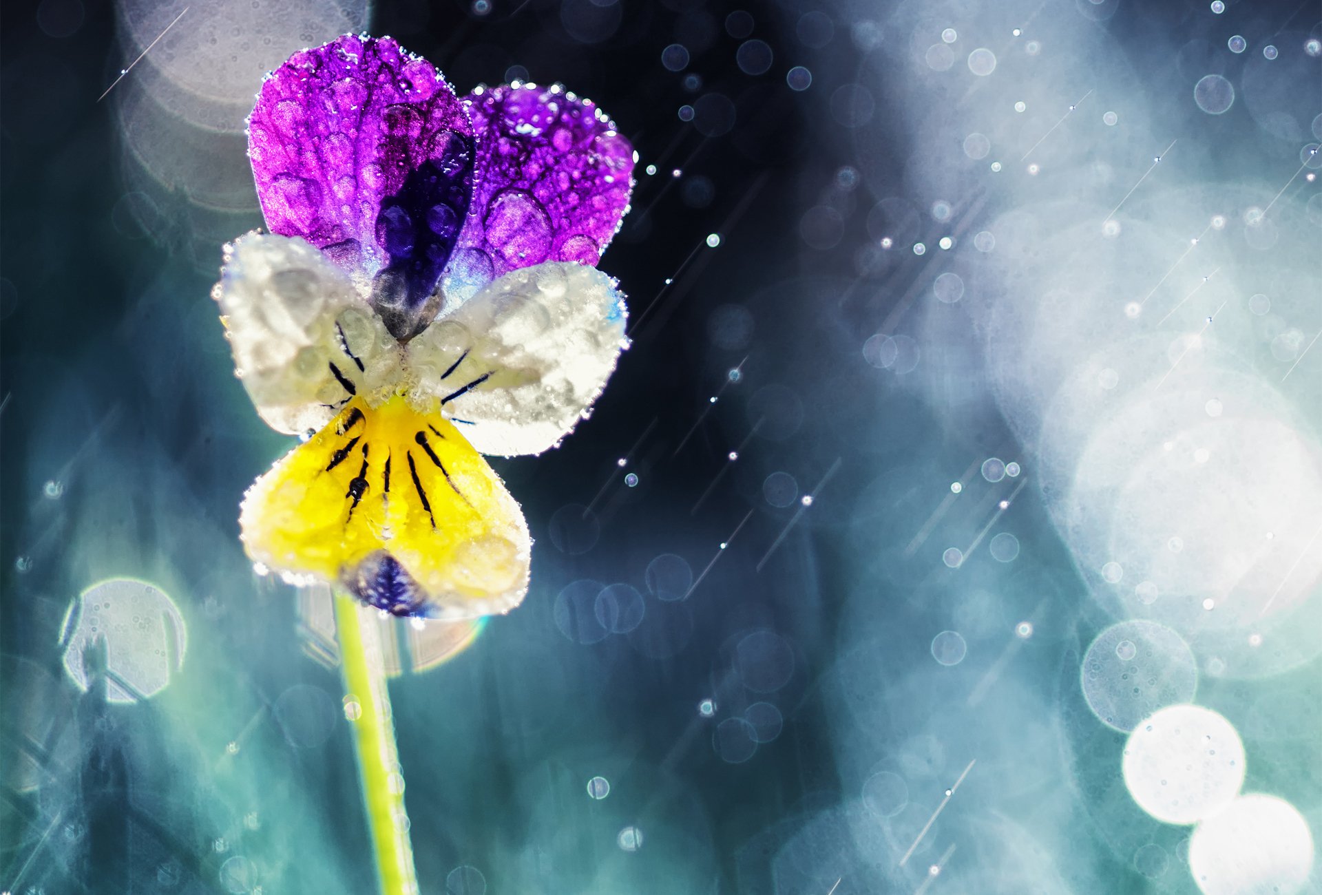 flower drops pansy viola bokeh rain sun