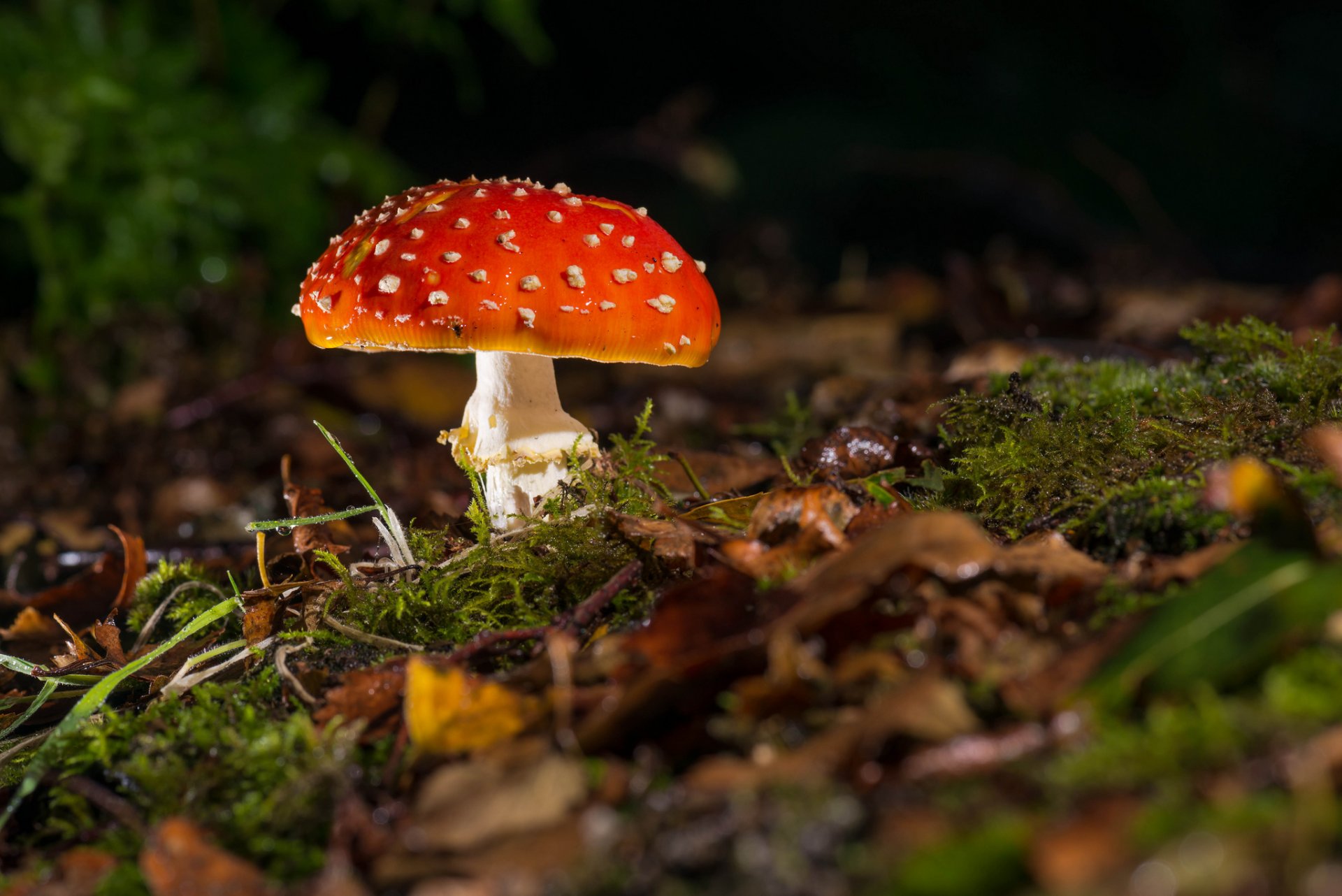 erba muschio foglie secco fungo amanita