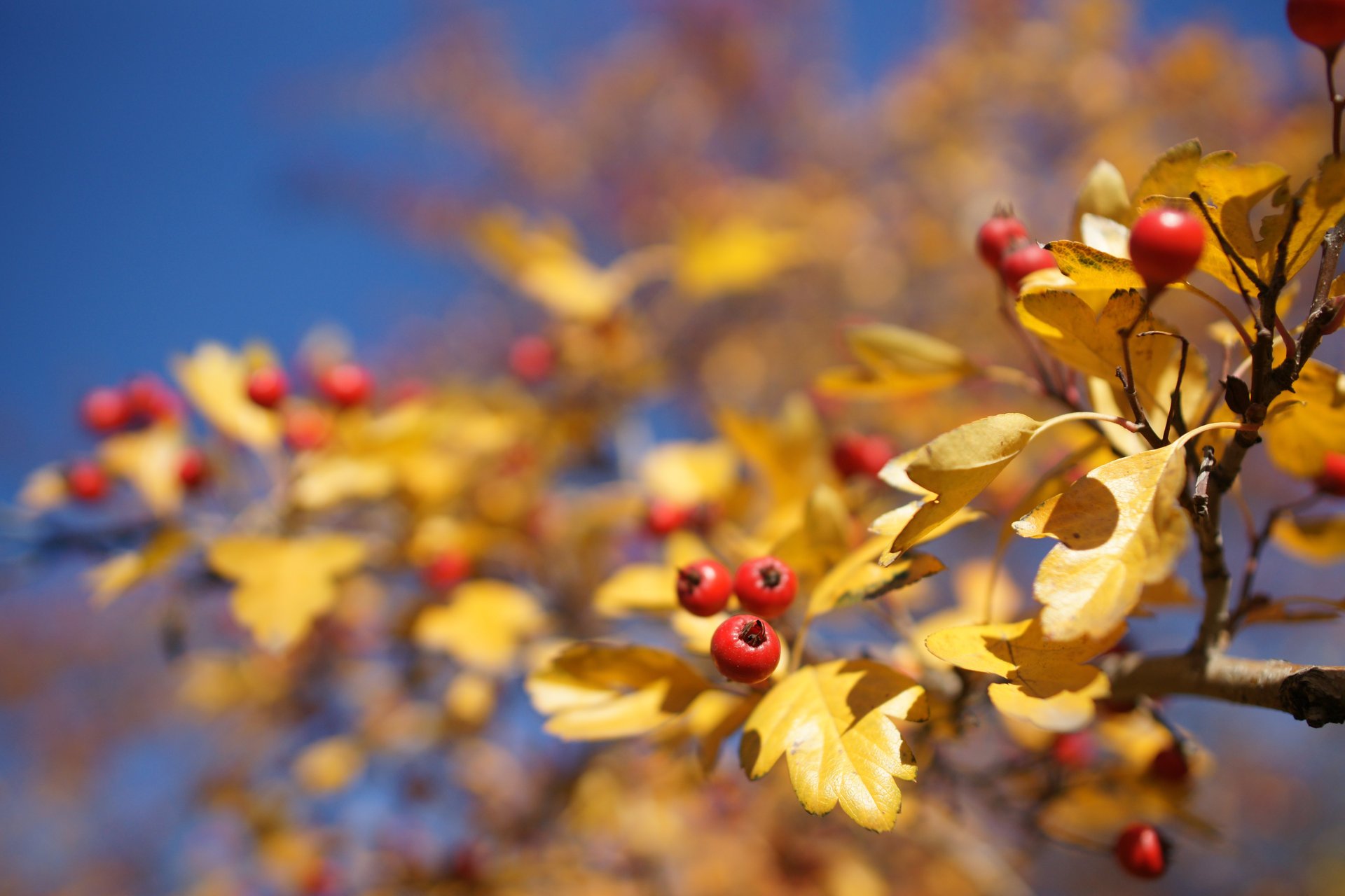 baies aubépine rouge renard automne branche arbre fond ciel éblouissement flou