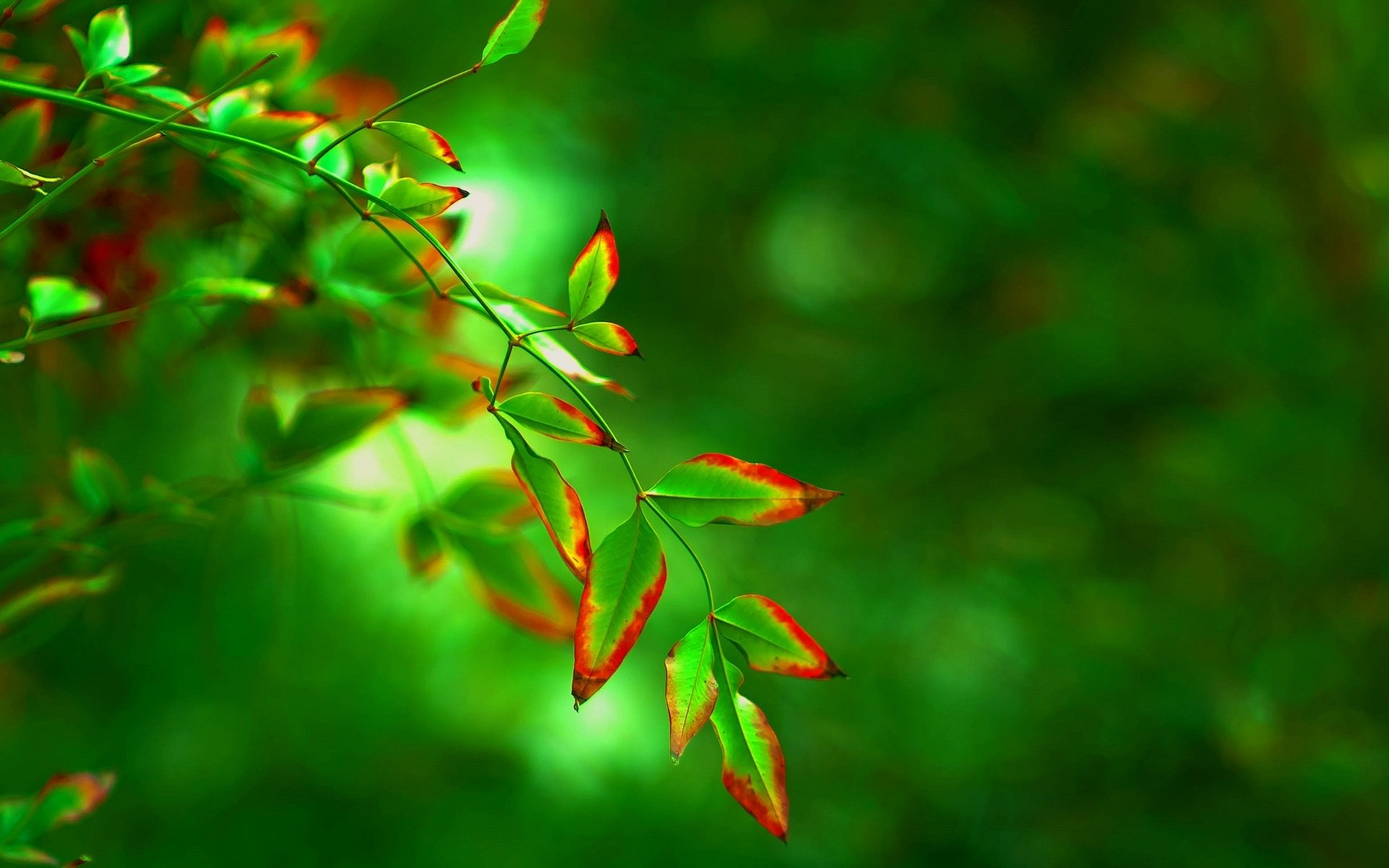 macro foglia foglia foglie verde rosso forma albero sfocatura sfondo carta da parati widescreen schermo intero widescreen widescreen